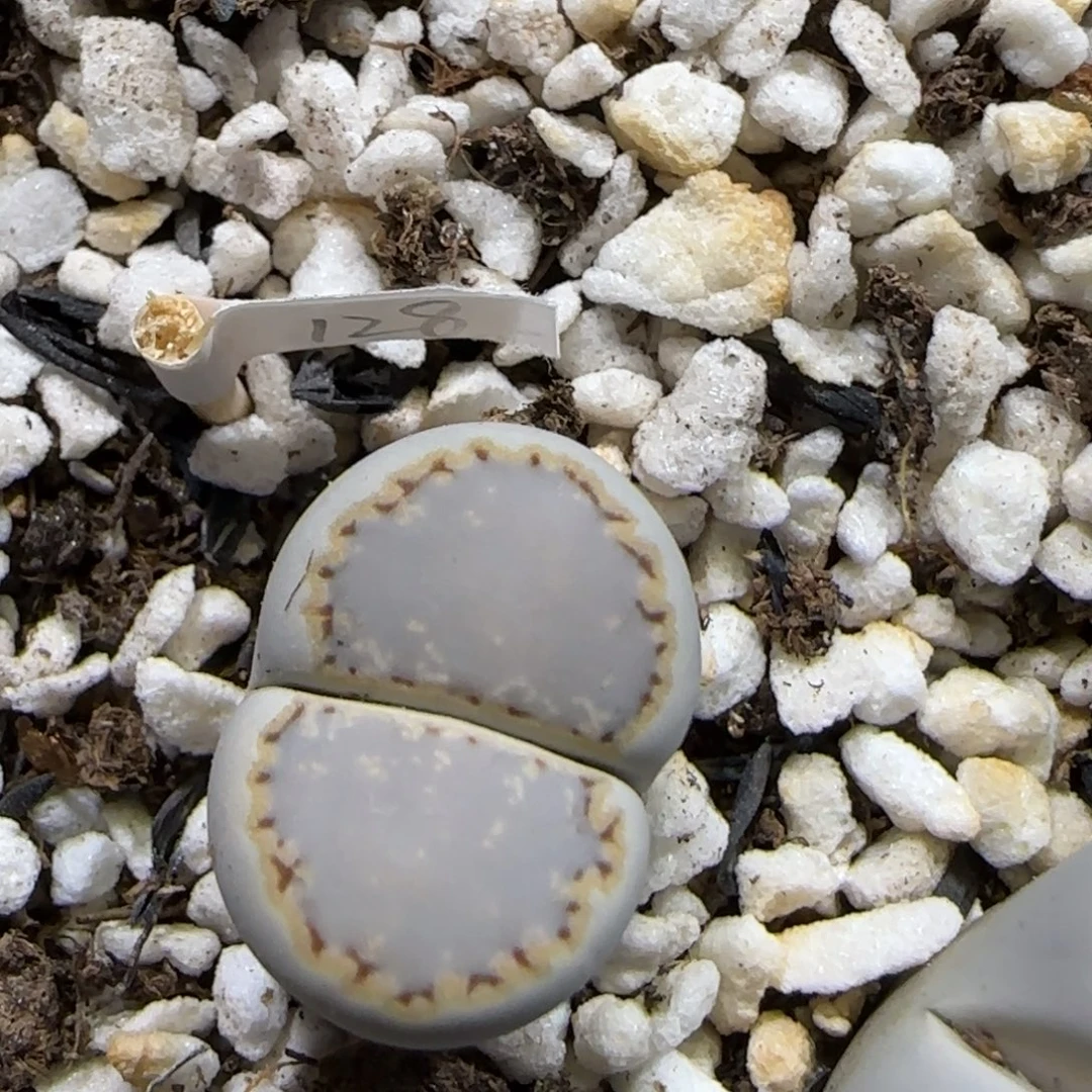 12.8。   糖霜饼干。  2018