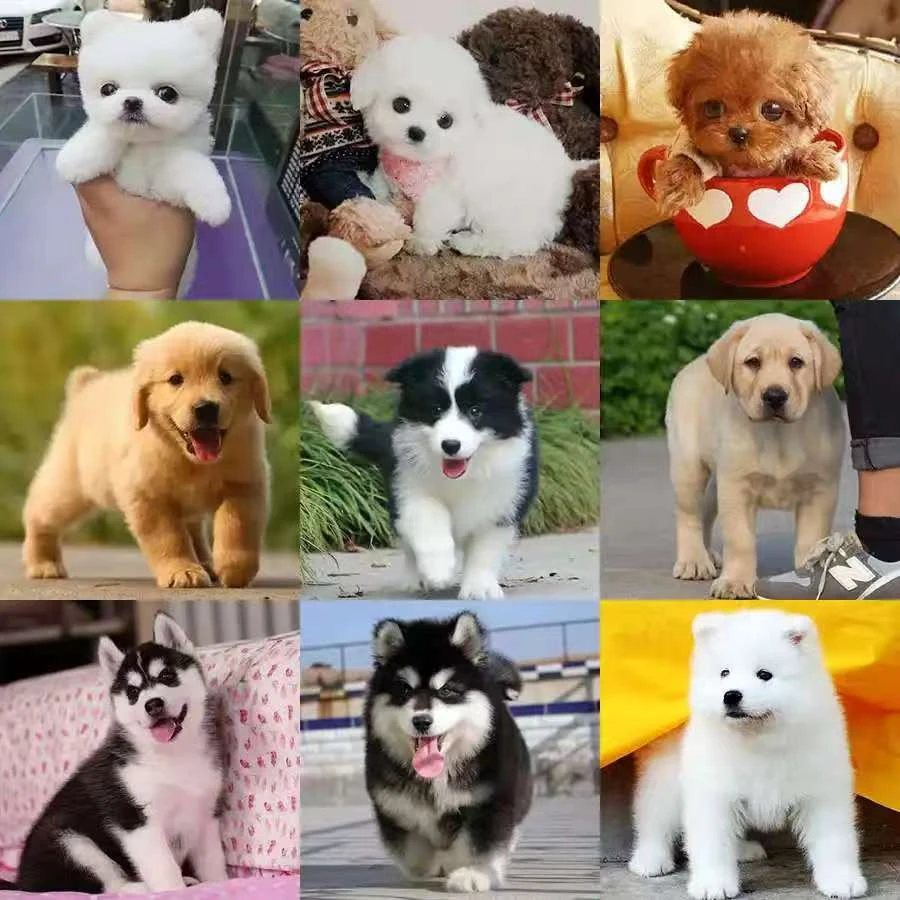 活体狗狗通用链接