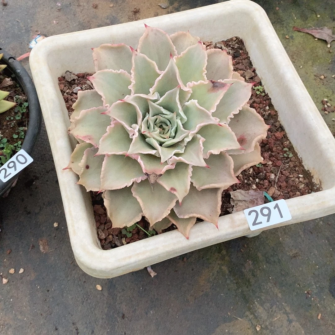 291 一物一拍多肉