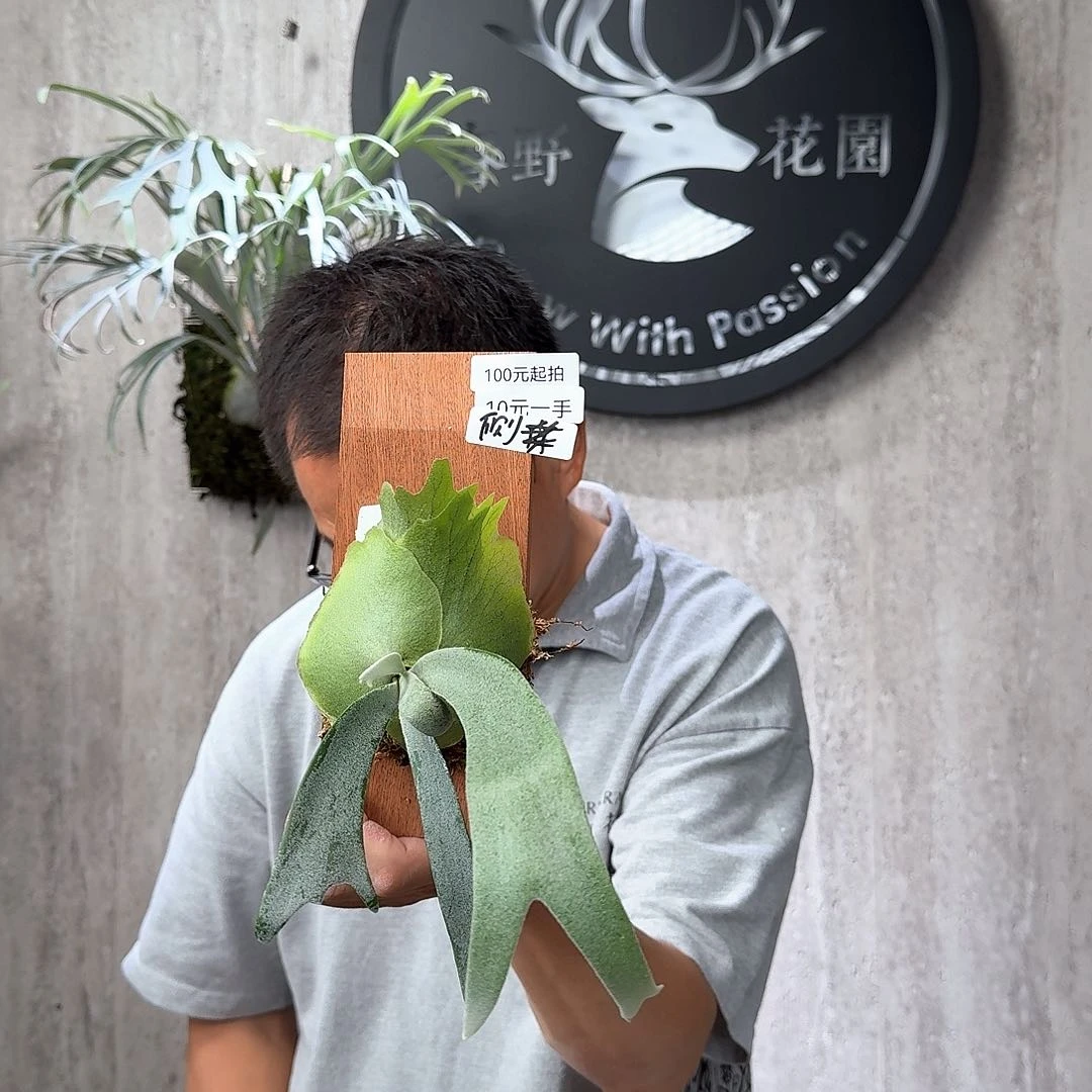 无花朵绿植绿植绿植