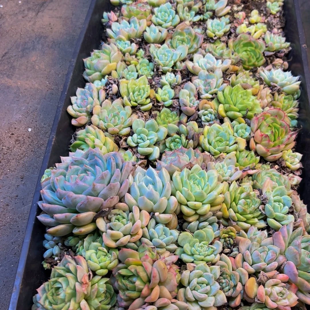 679多肉植物和植物在这里