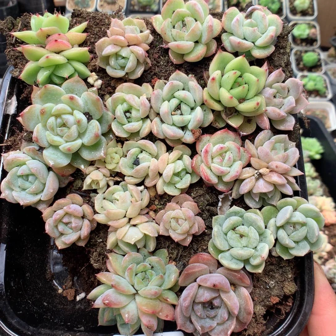 无花朵Y17月英语英语英语