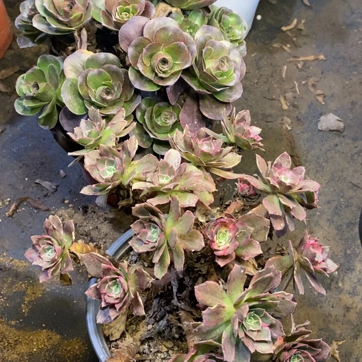 两盆多肉断头不包0168