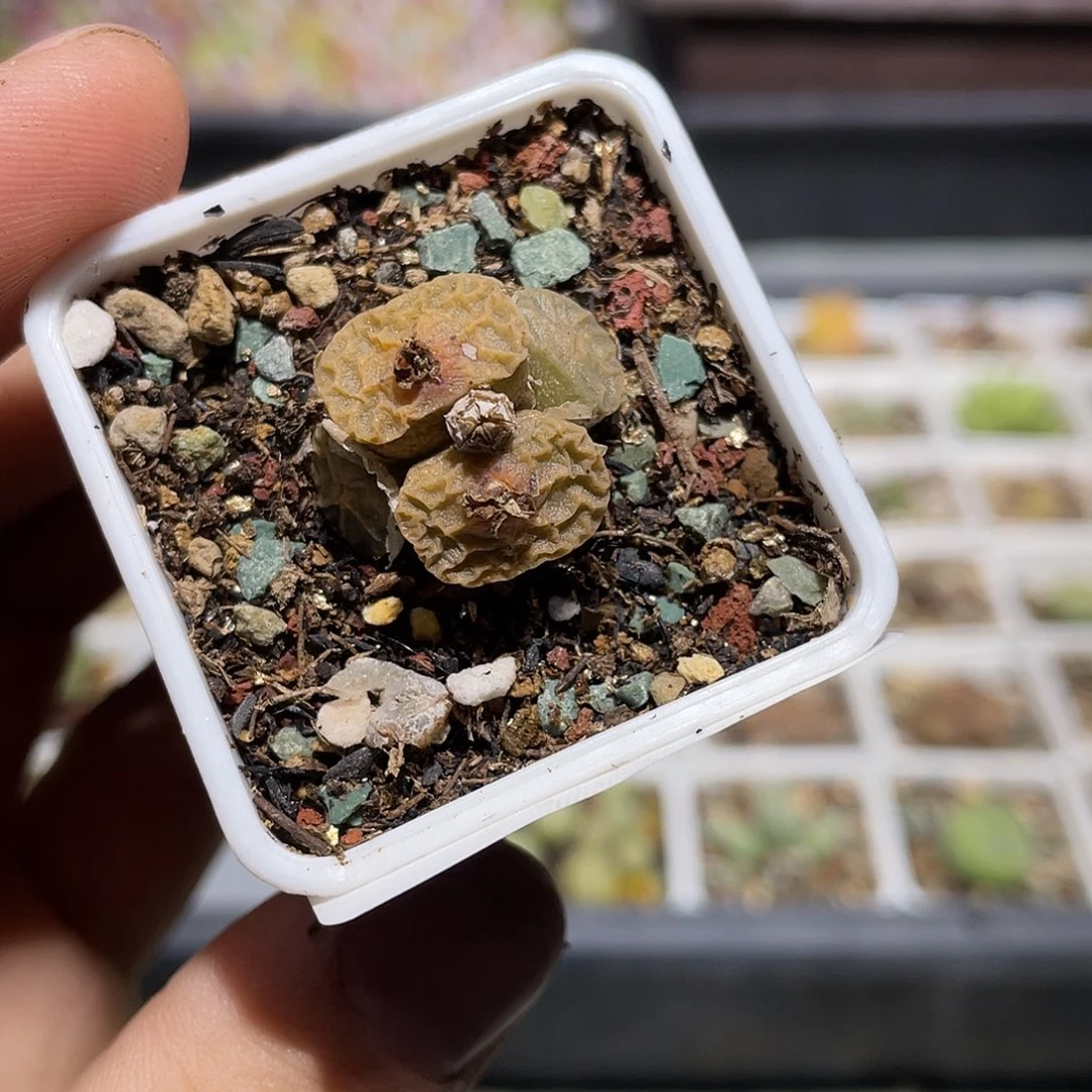 167当天凑满十八元包邮生石花