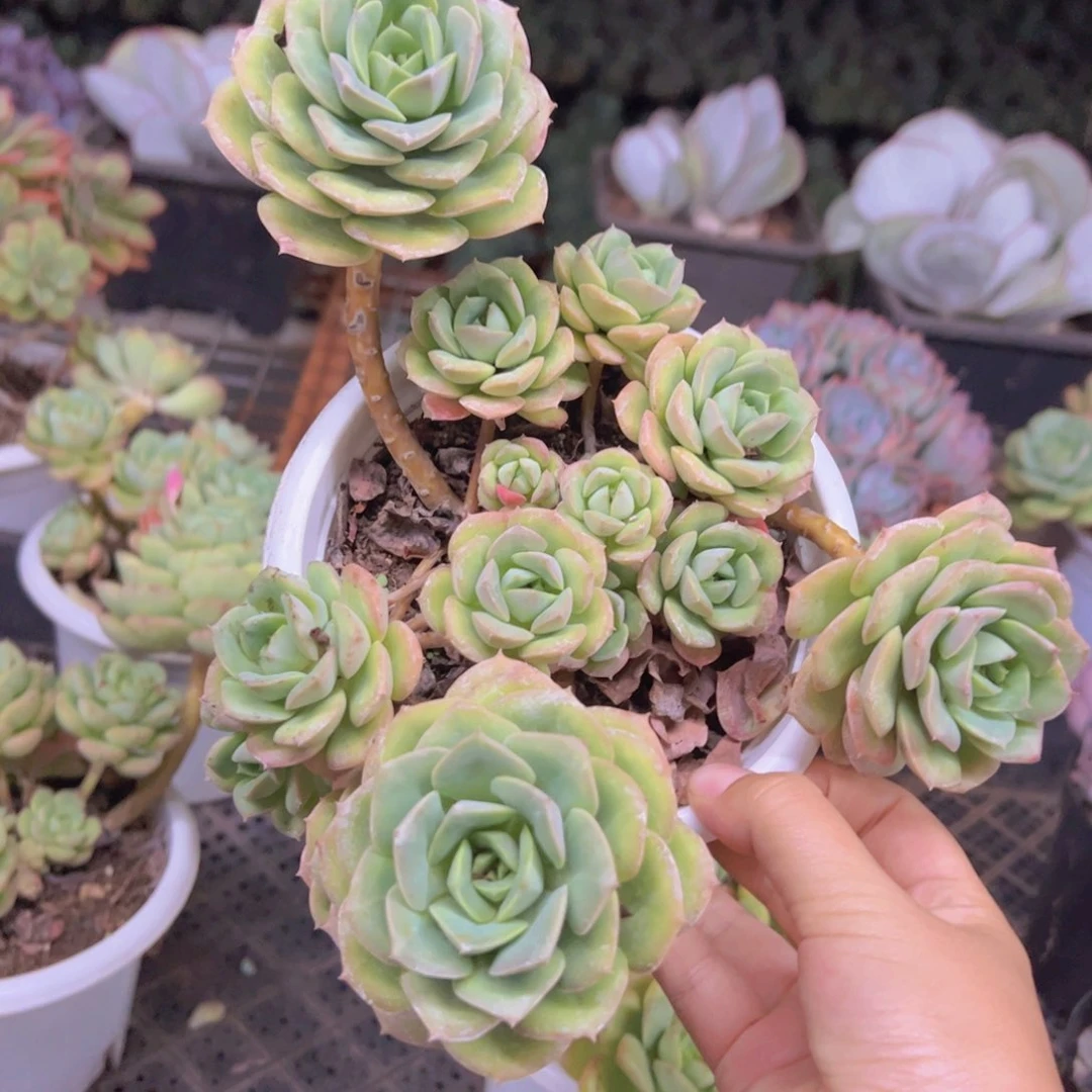 尼可莎娜玫瑰大盆