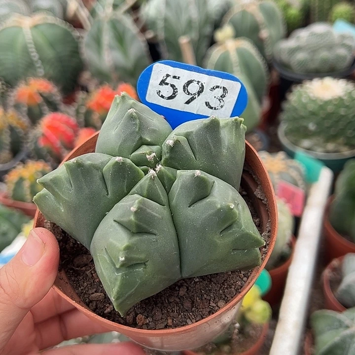 无花朵下次VV宝宝VV吃VV嘎嘎嘎