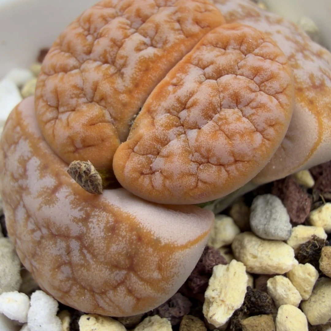 云***6c309a母本拿铁福利