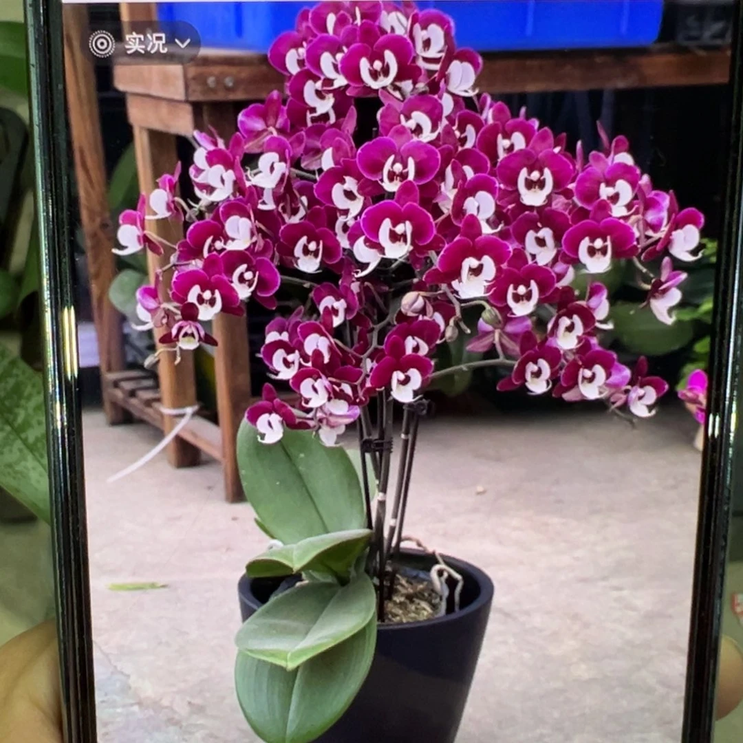 当前无花栽培后可以开花处理微瑕疵久久团圆,凑单发