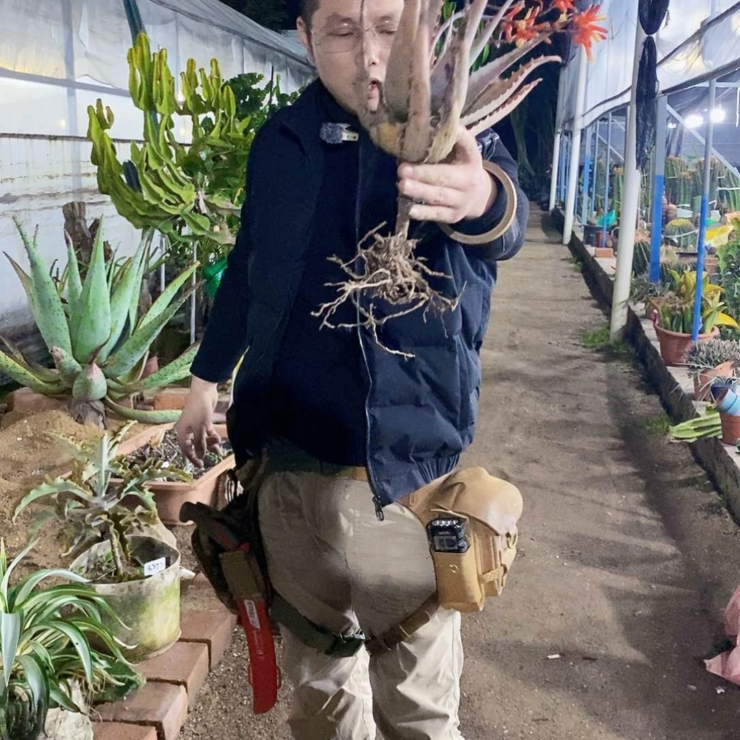 菊花芦荟一颗1111