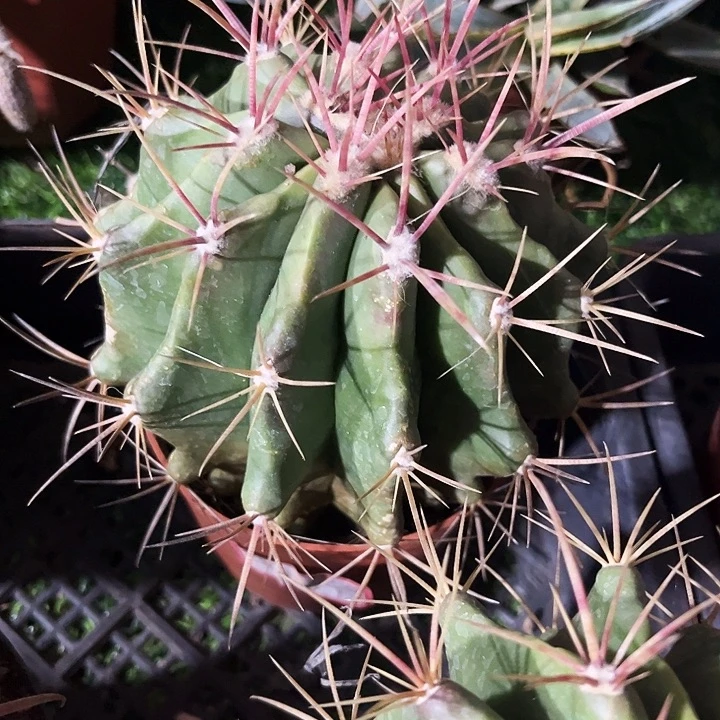 单头红虎zzzzzzzz