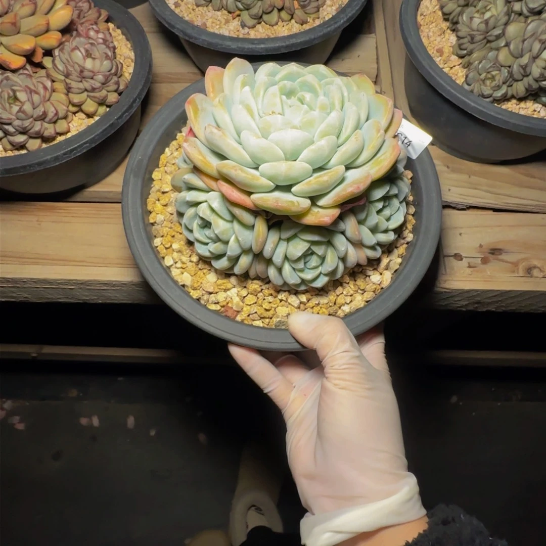 c c c c c c c c c c c c c 14