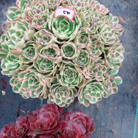 兰***店无花朵青苹果法师多肉植物54号