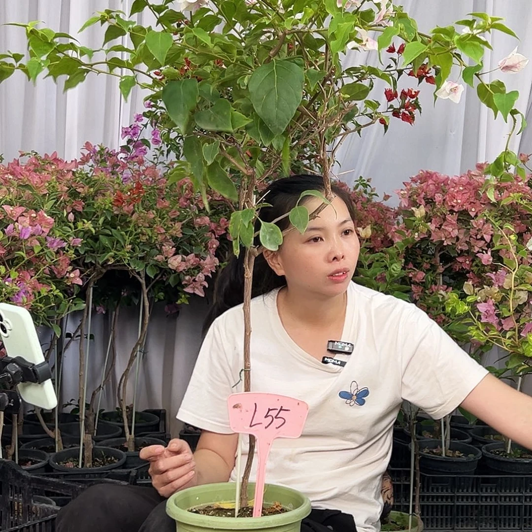 小***x当前无花栽培后可以开花L55广红樱
