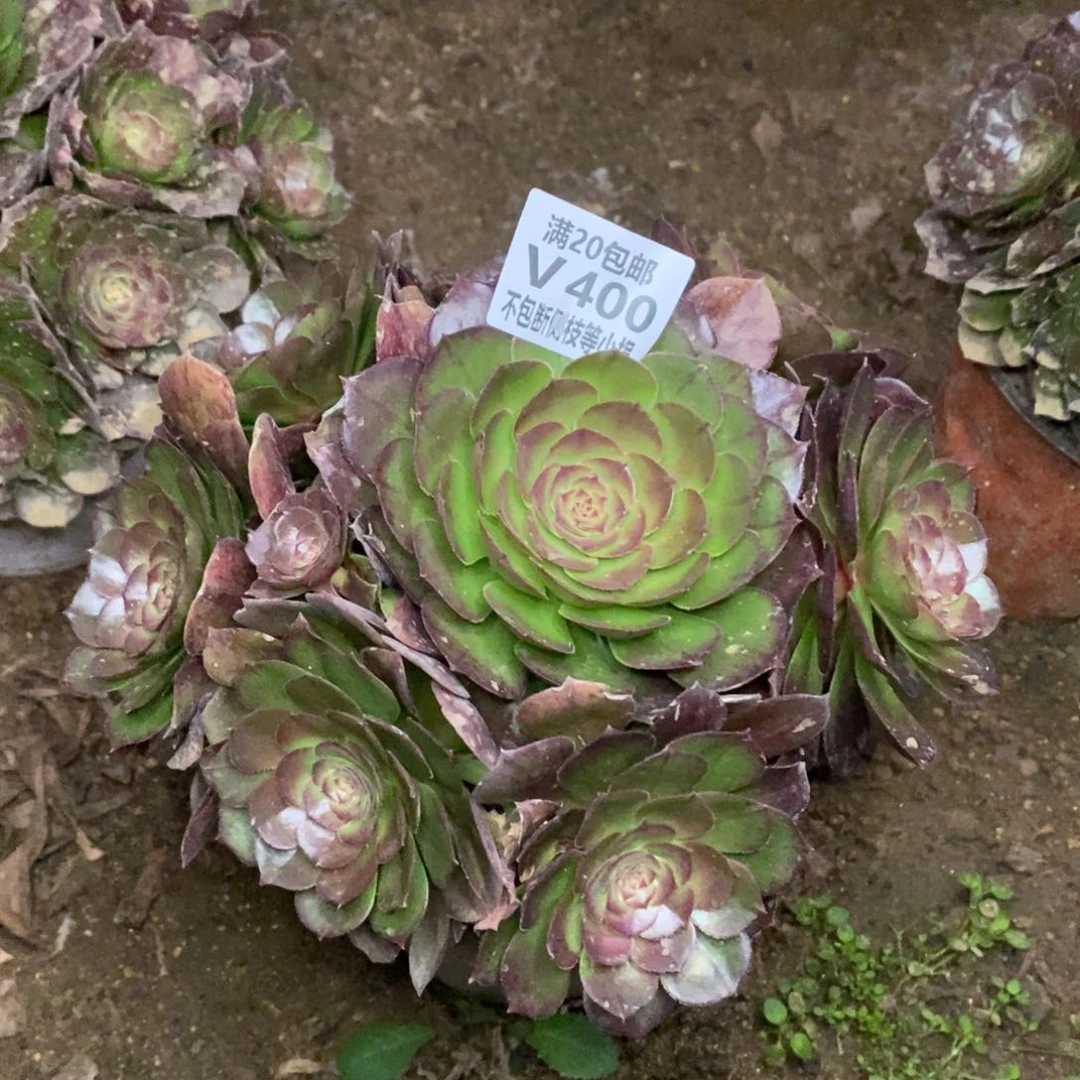 400万圣节多肉法师锦