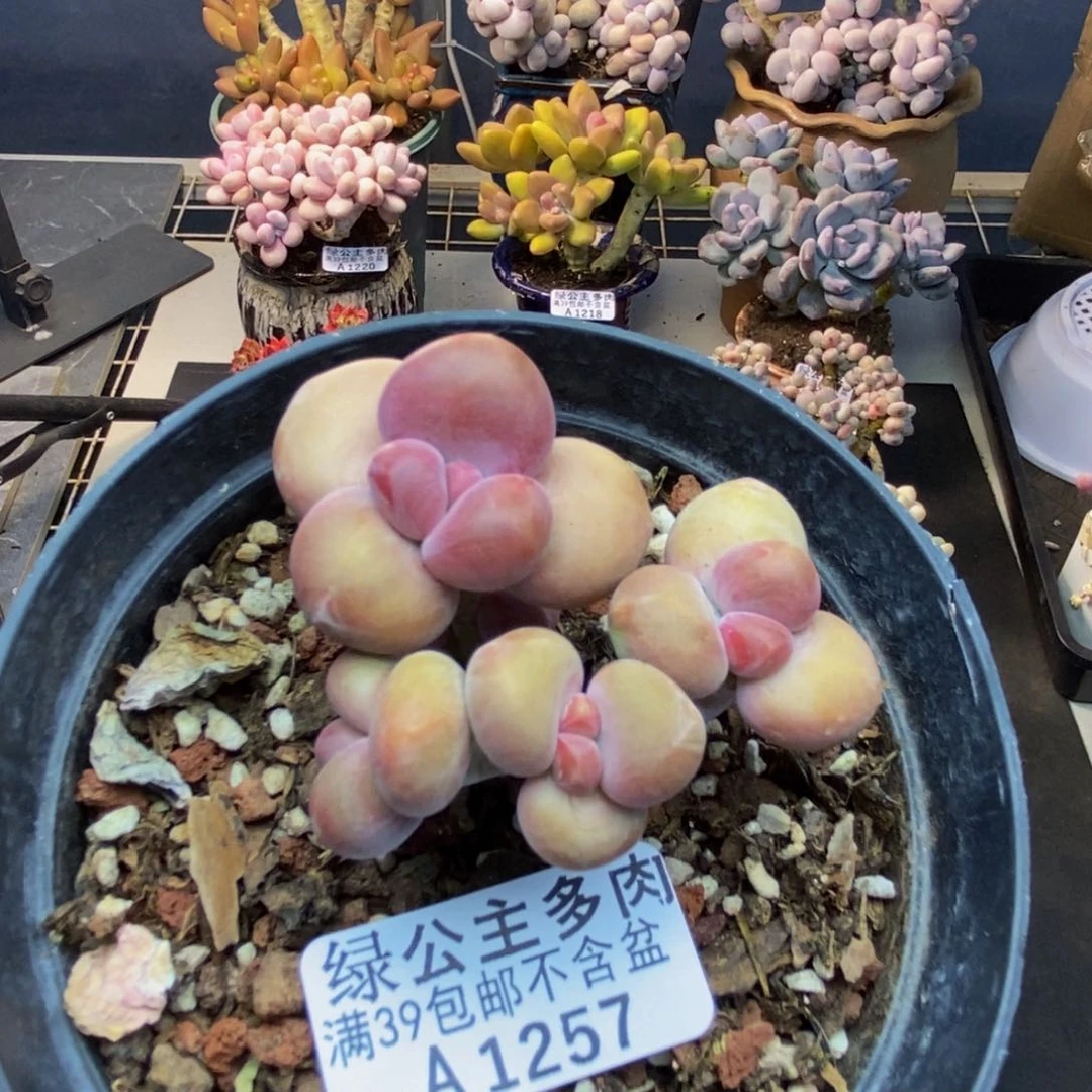 257芒果奶kk奶多肉6cm