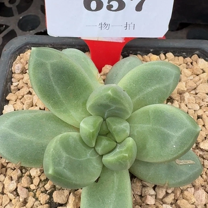 美人657多肉植物