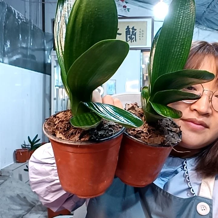 北方福利花两个39