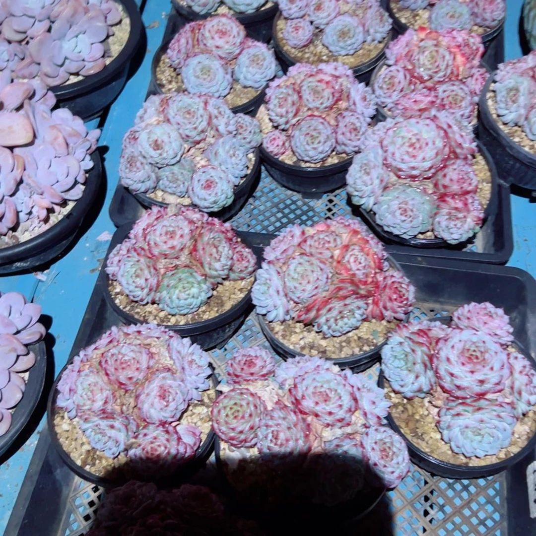 天鹅绒老桩随机发货