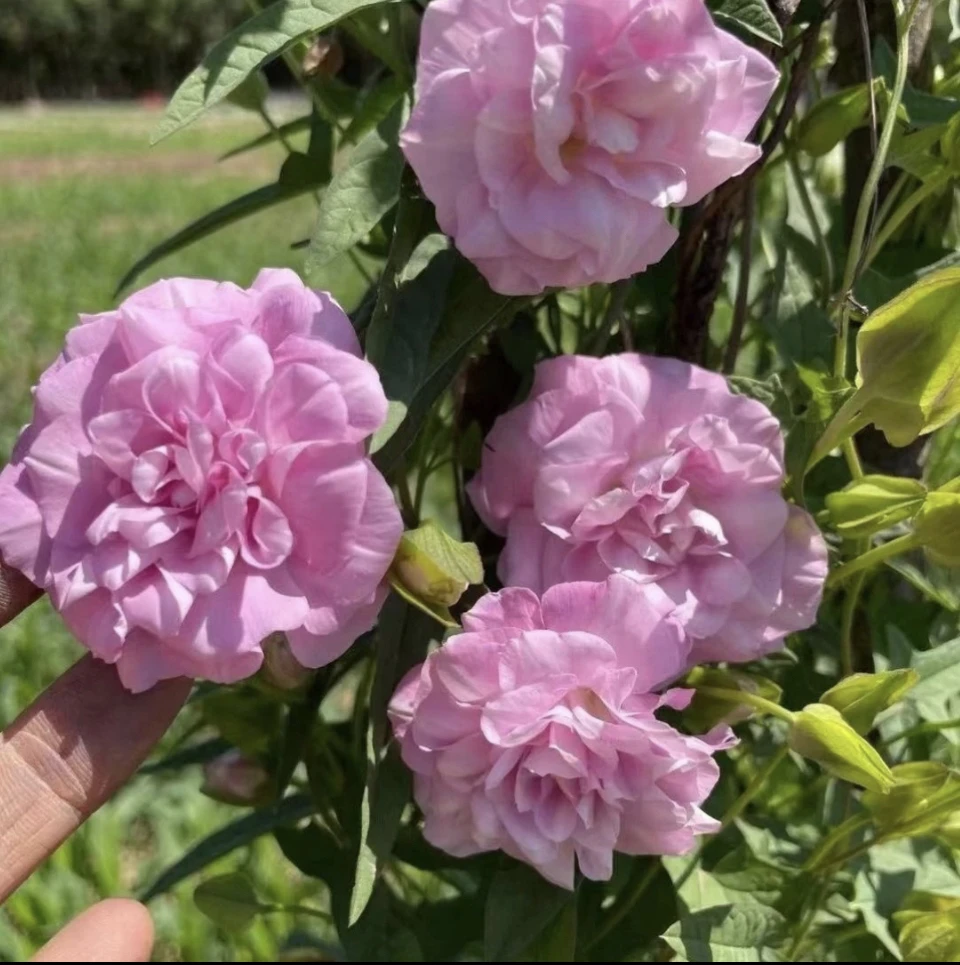 缠枝牡丹爬藤爬藤类耐寒繁殖能强花期长