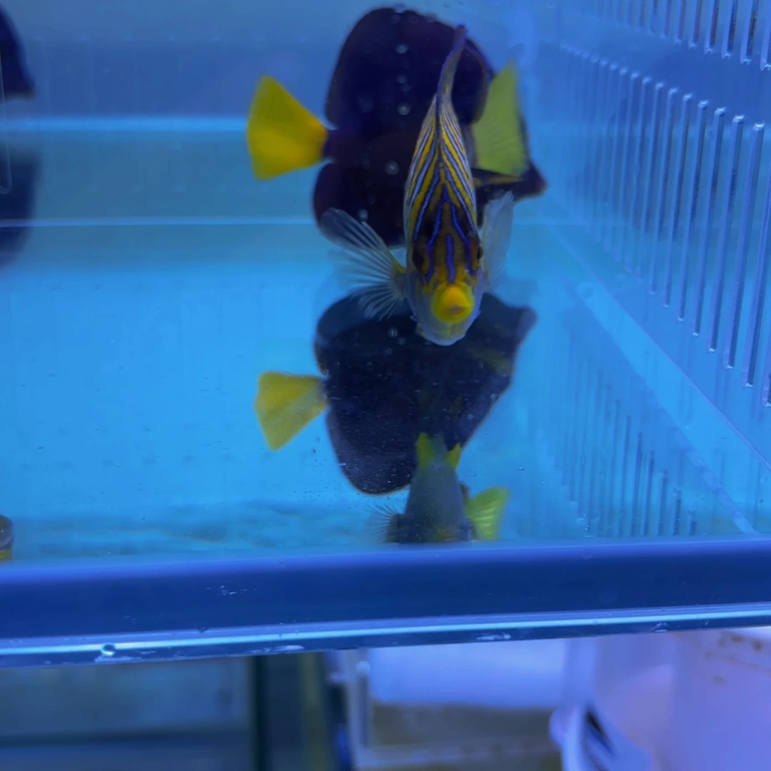 海水毛巾10+开口，蓝嘴8+