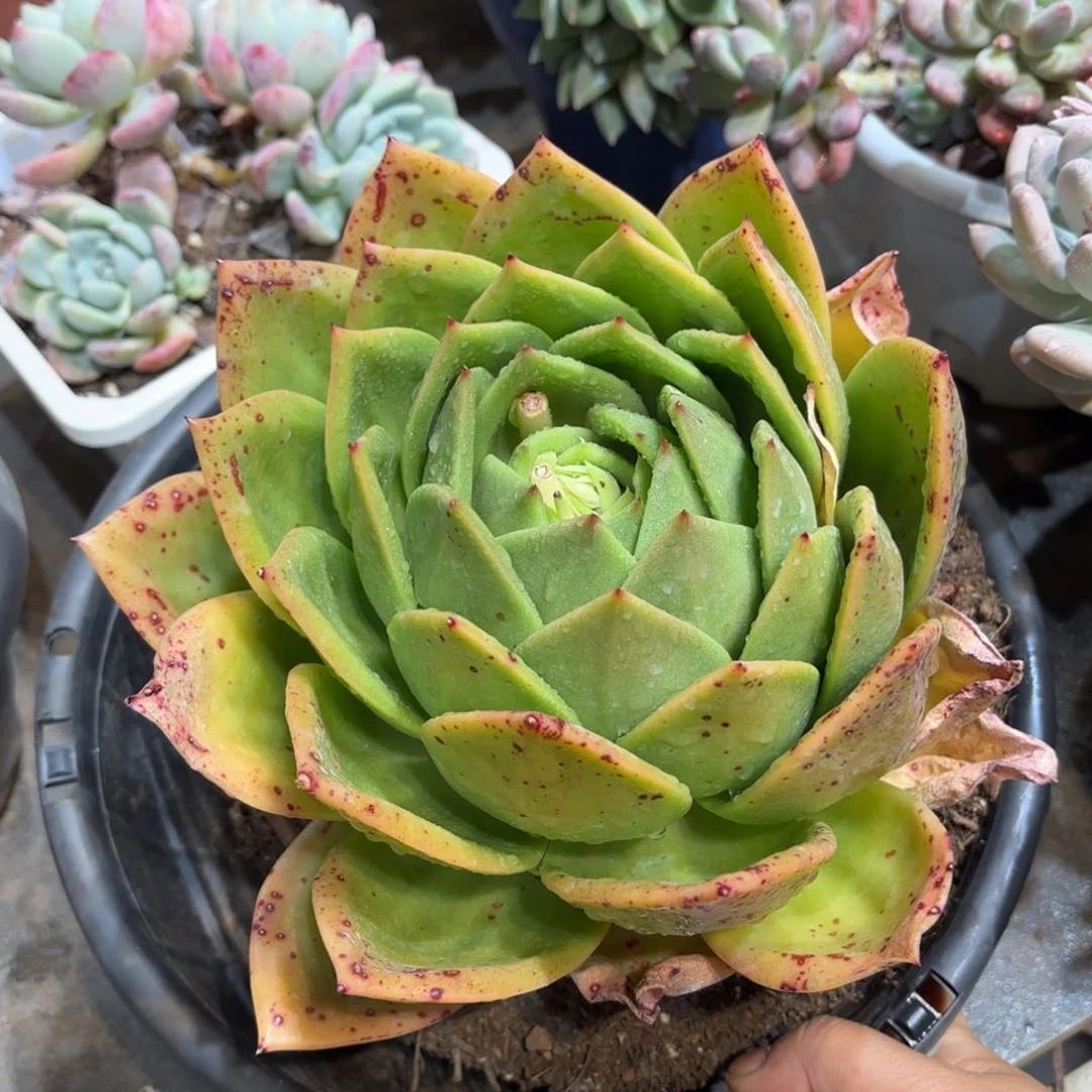 同温层多肉翠花242