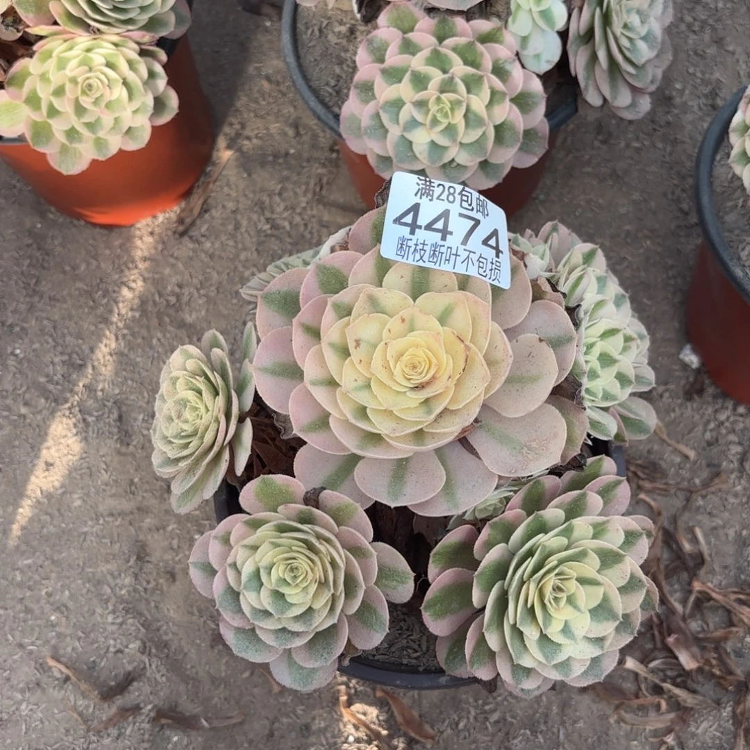 M. 4474倾城多肉122233