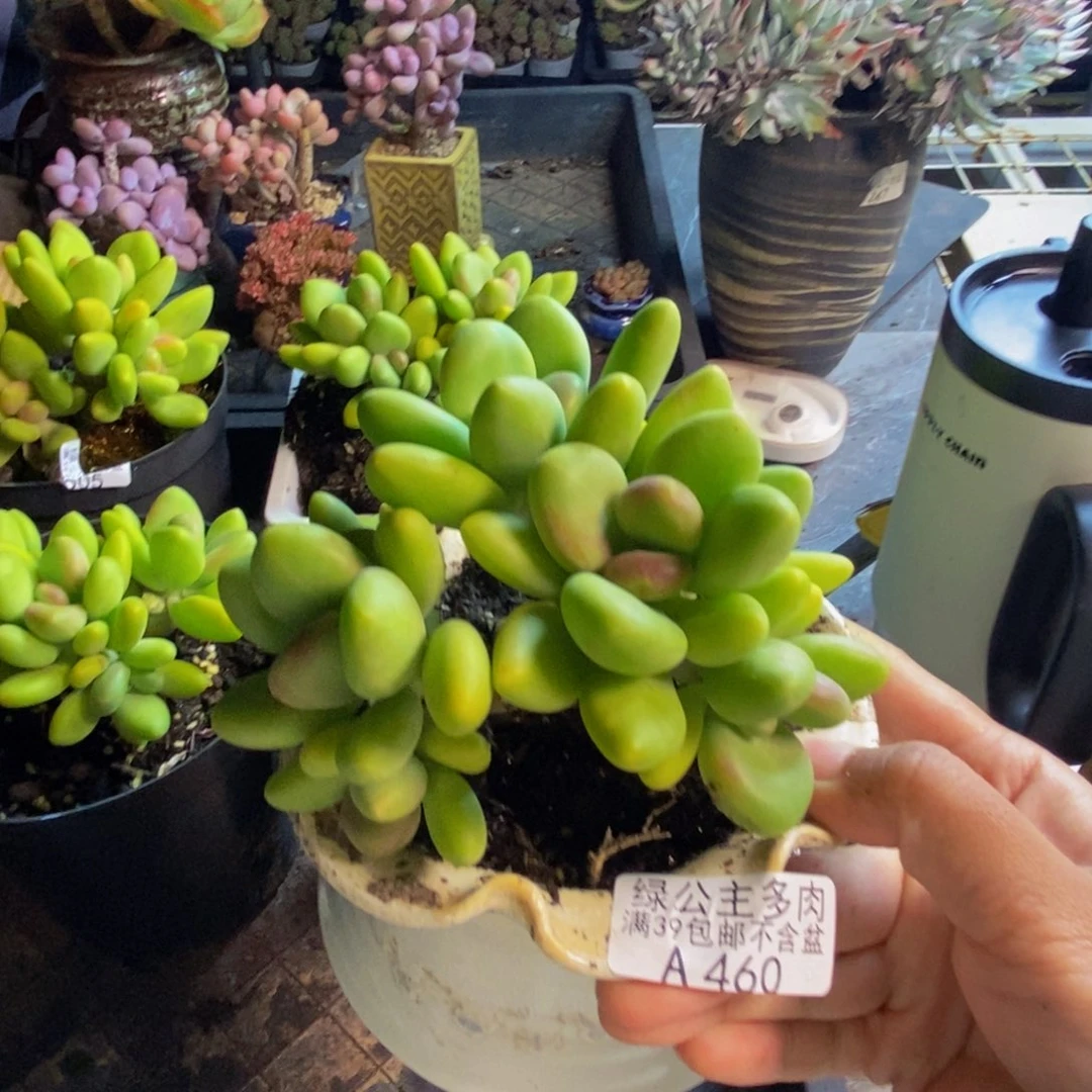是***吖460金蟾芒果奶奶多肉10cm