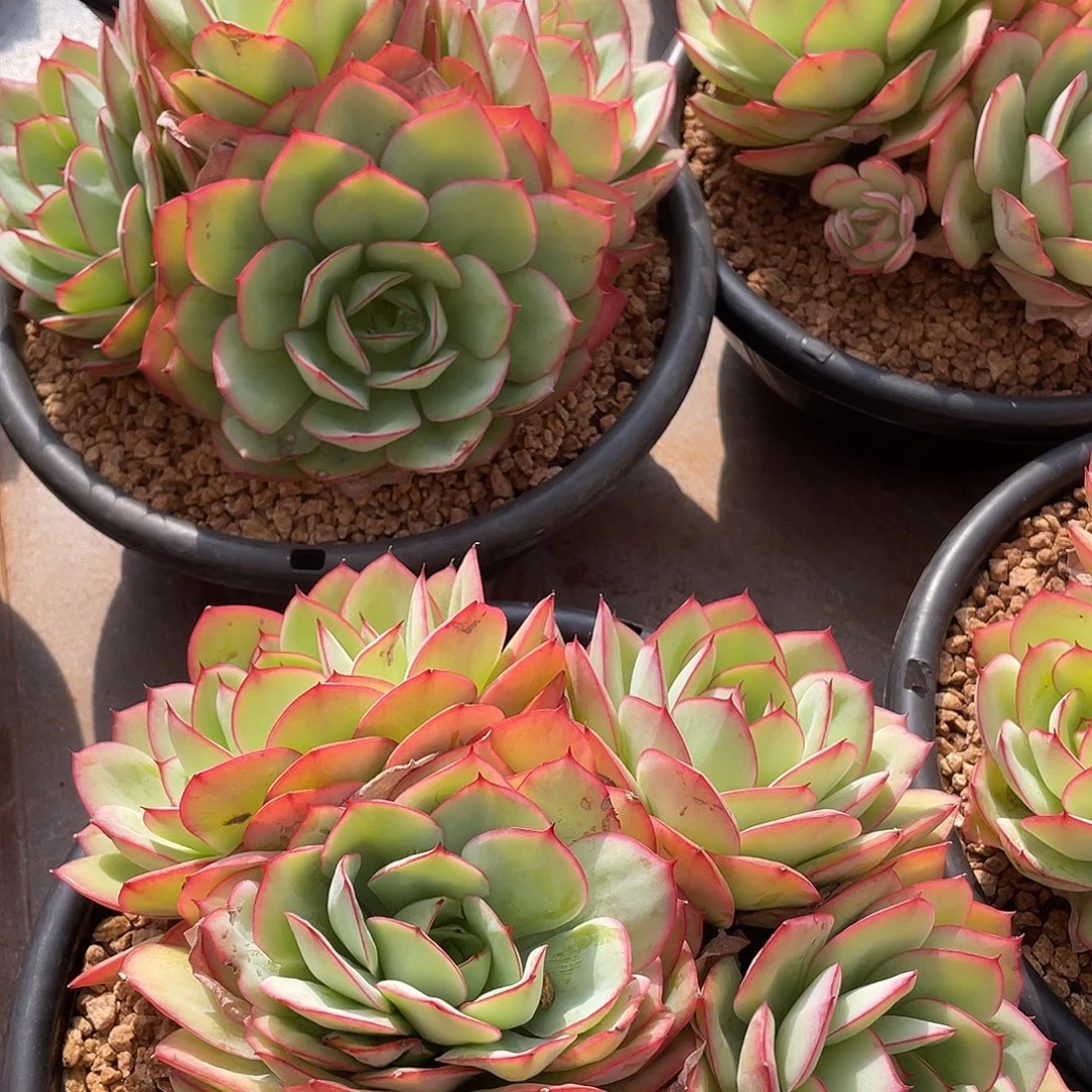 牡丹亭老桩精控20厘米可挑