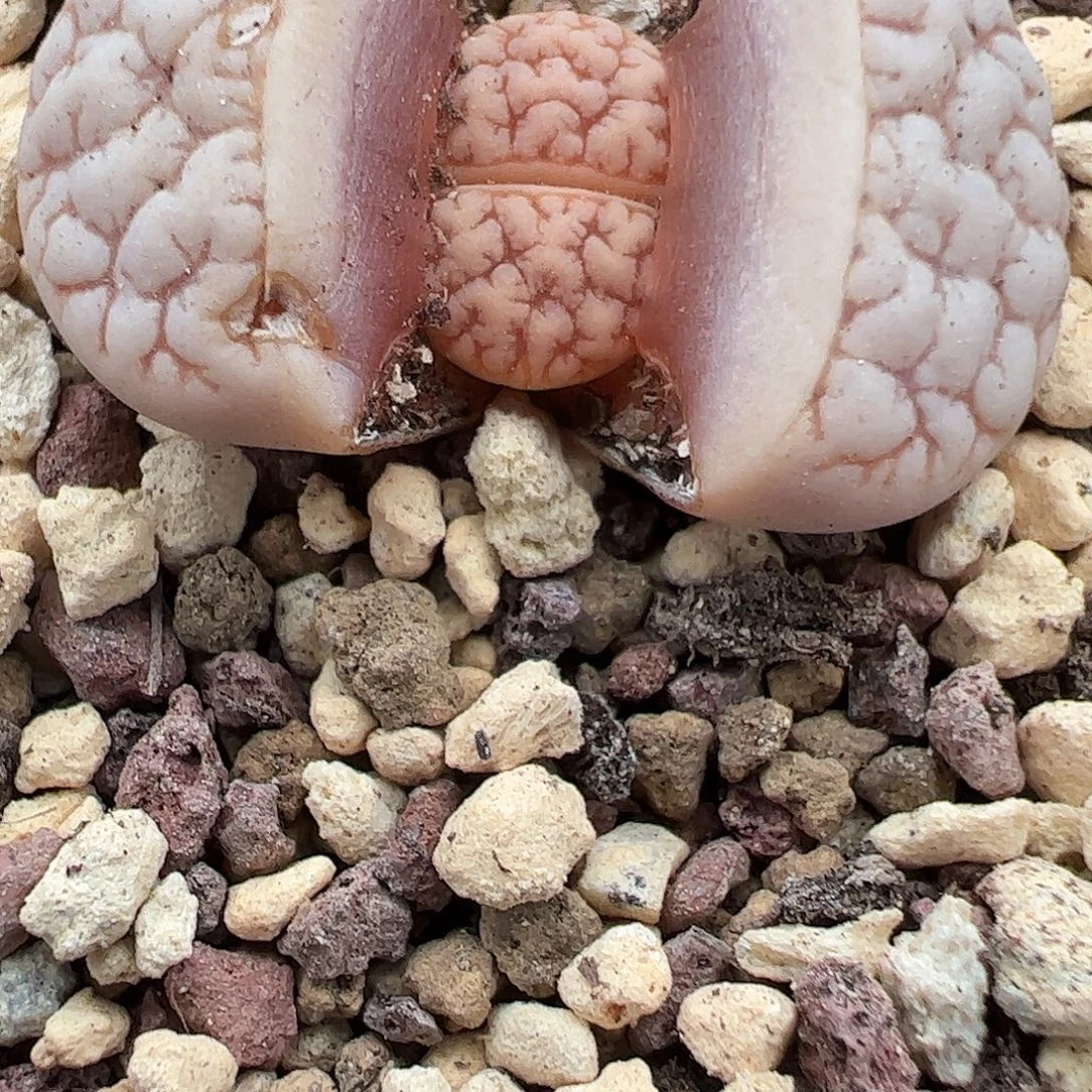 卡***们一物一拍脱土发。  919