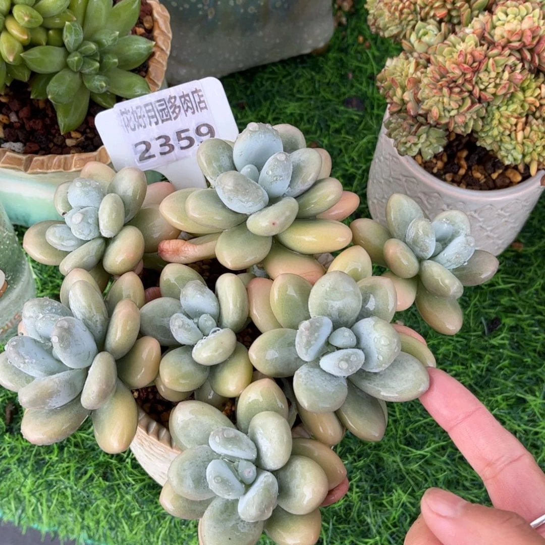 C***没多肉植物2359不带盆