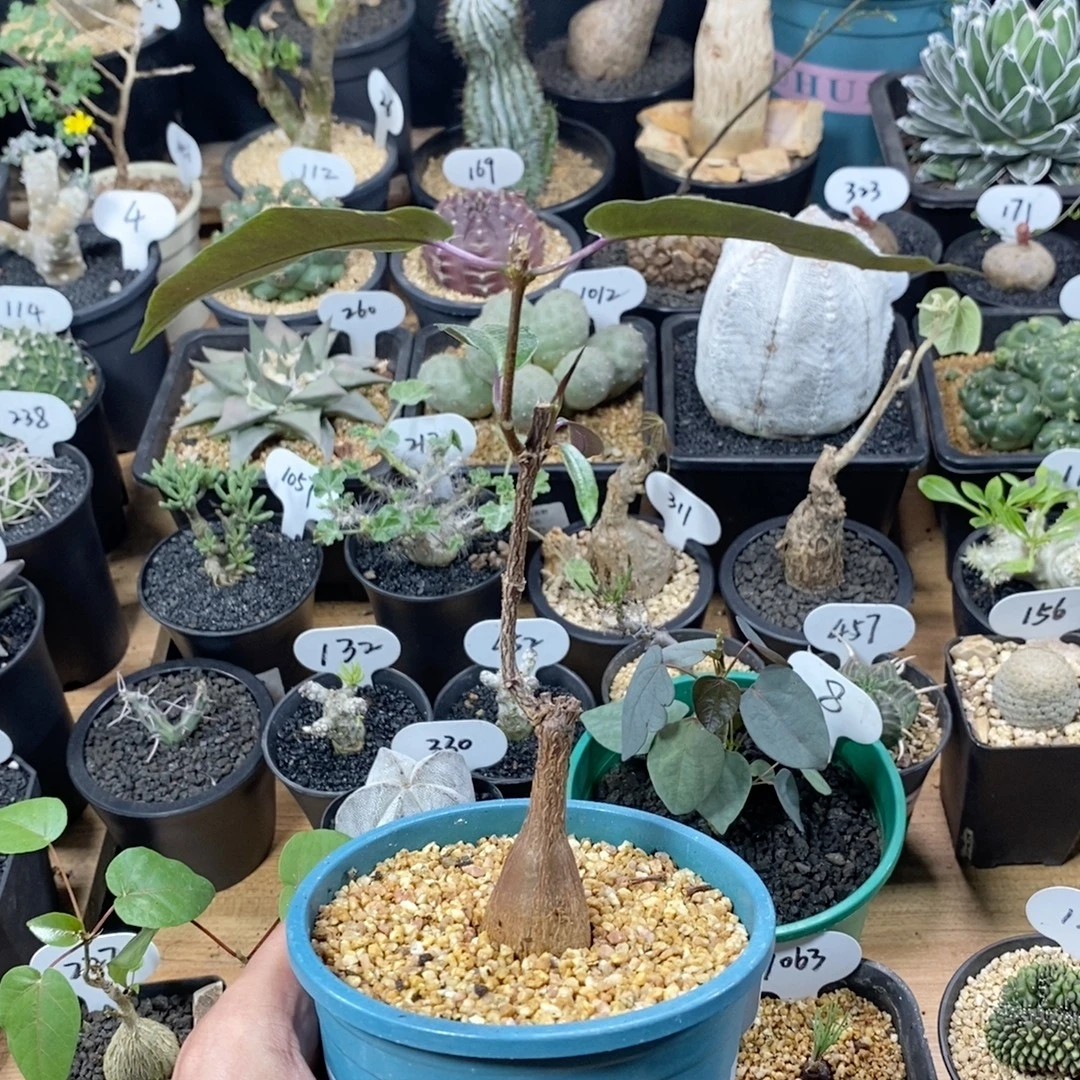 140号实生紫背萝藦2.7cm