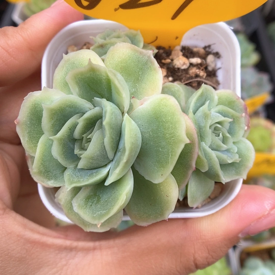 水晶虾饺群生627号。