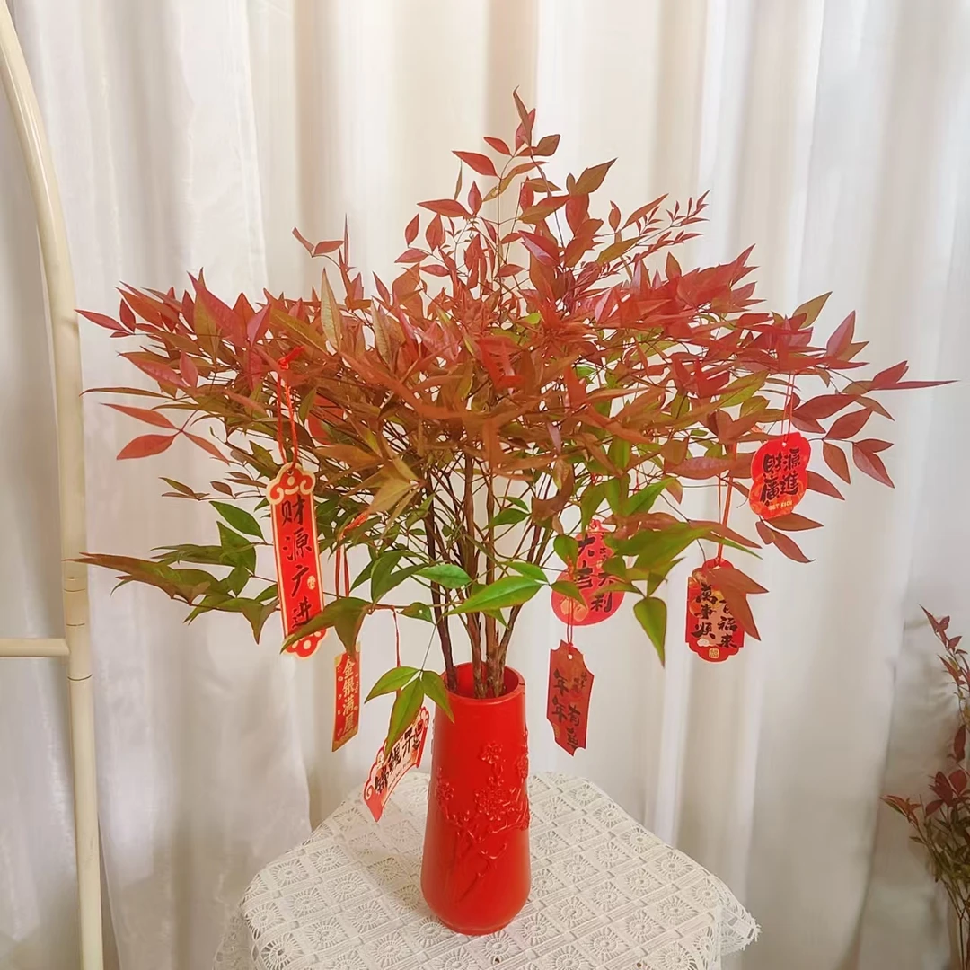 火焰南天竹水培盆栽带老桩适合客厅办公室装饰的耐寒绿植