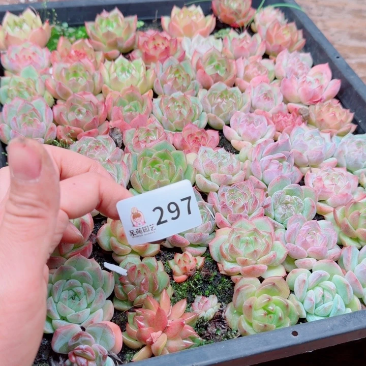 苏***酱多肉植物多肉植物
