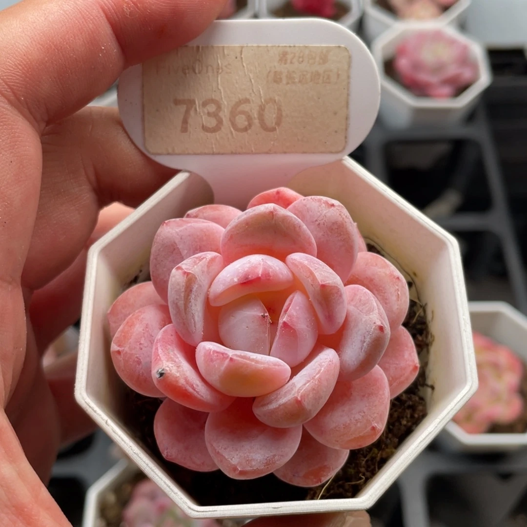 雪橙7360-5.5厘米
