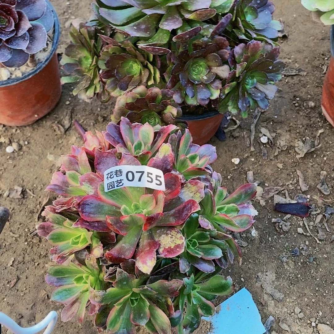 小*子756+755多肉植物多肉植物