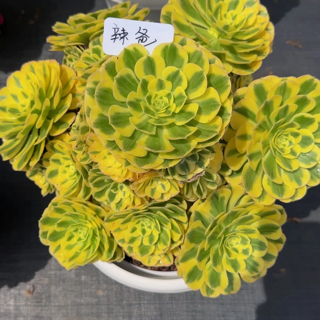 辣***爸迈巴赫 精品法师锦