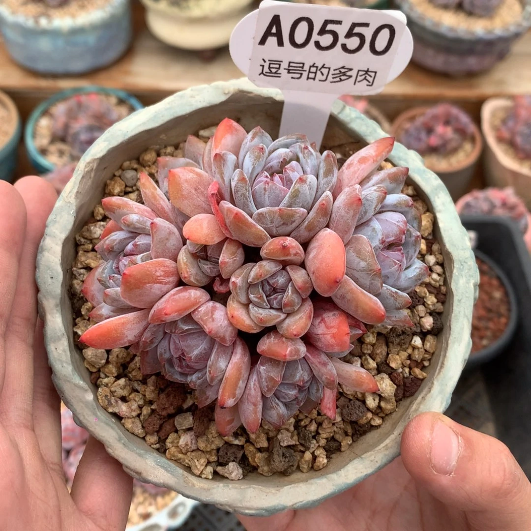 A0550 星影群 有砍 九头 9cm