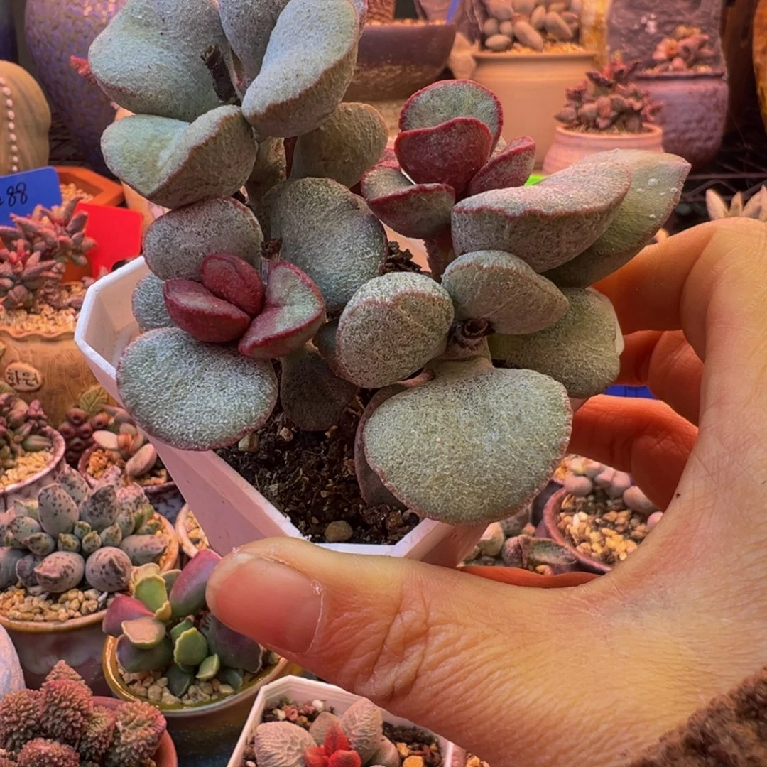 一组自拍，感谢支持