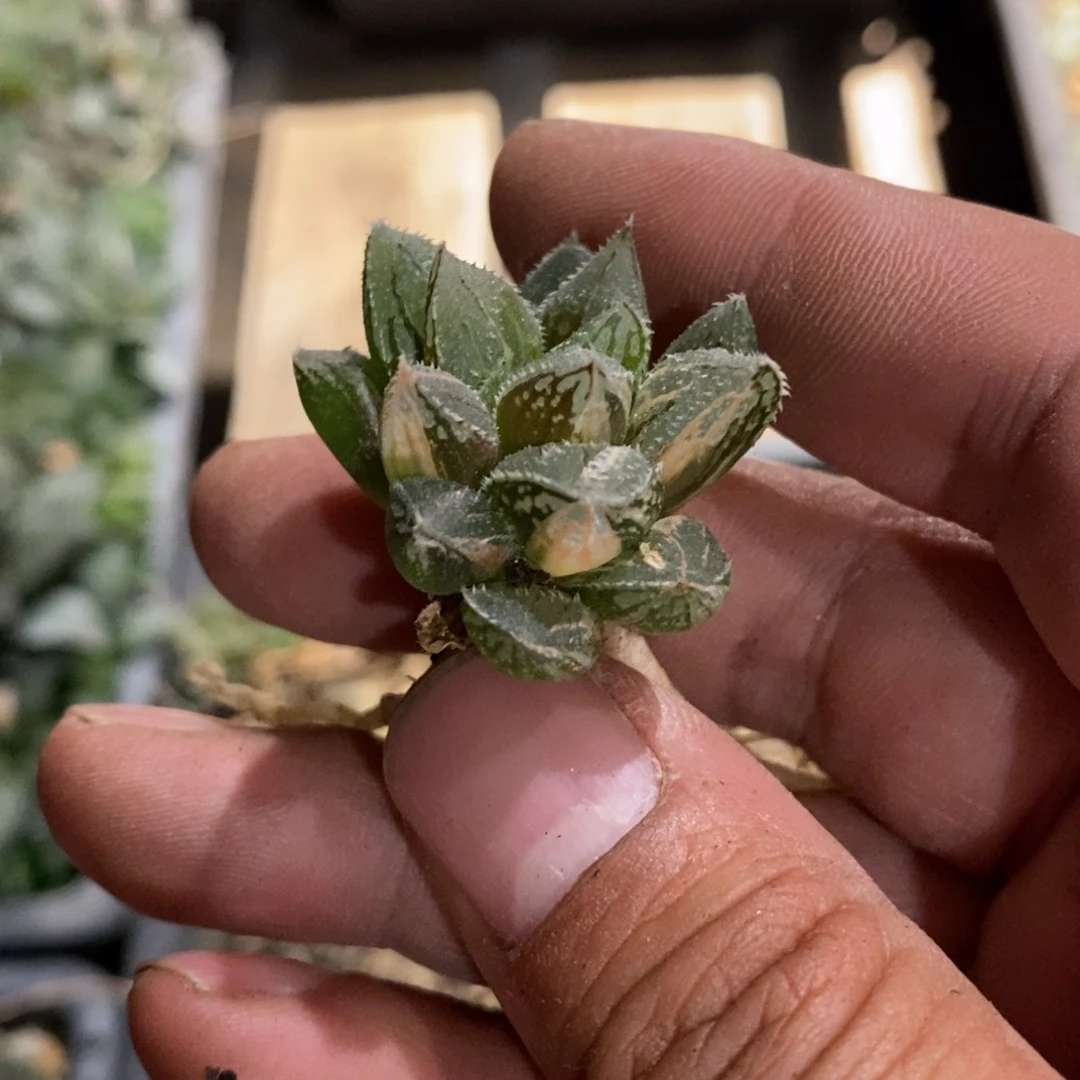 1477 一颗新冰沙糖锦。