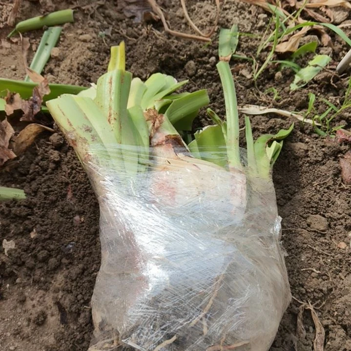 汽***桃无花朵白肋贵妇坨坨