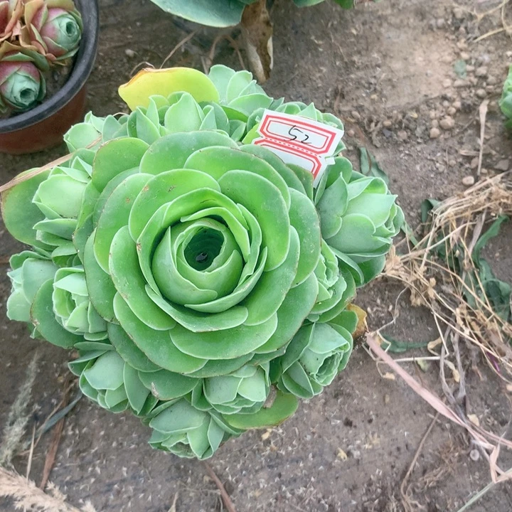 ?*儿水蜜桃玫瑰多肉群的52