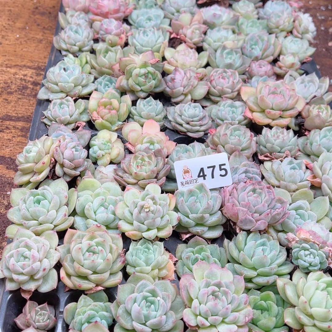 多肉植物多肉植物