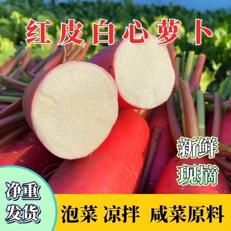现挖现发山东新鲜红皮白心泡菜萝卜农家自种蔬菜