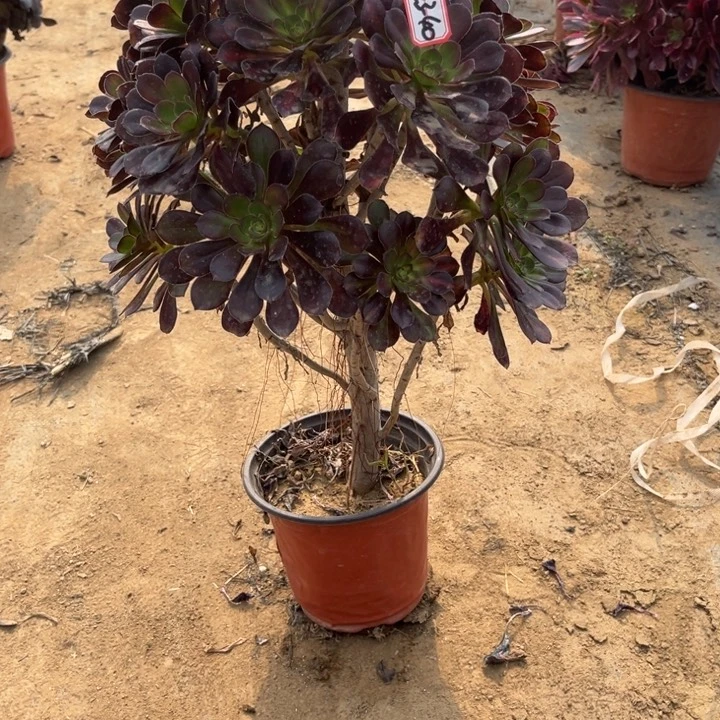 23-40晚霞多肉植物