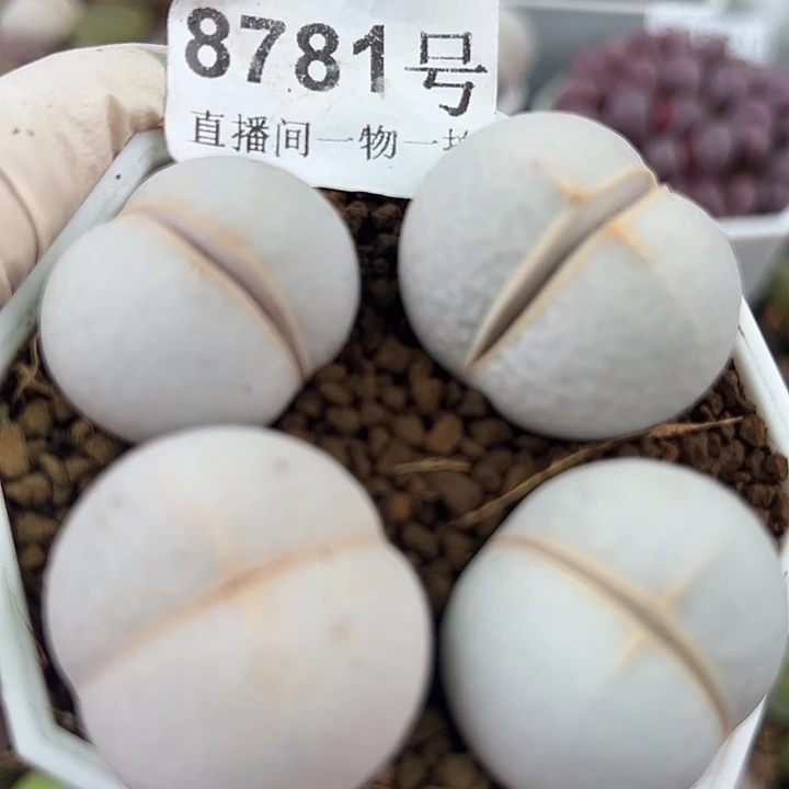 8781四年高尔夫4个2.5cm左右