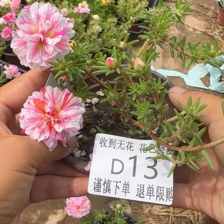 无花朵D013超小苗盆口10cm