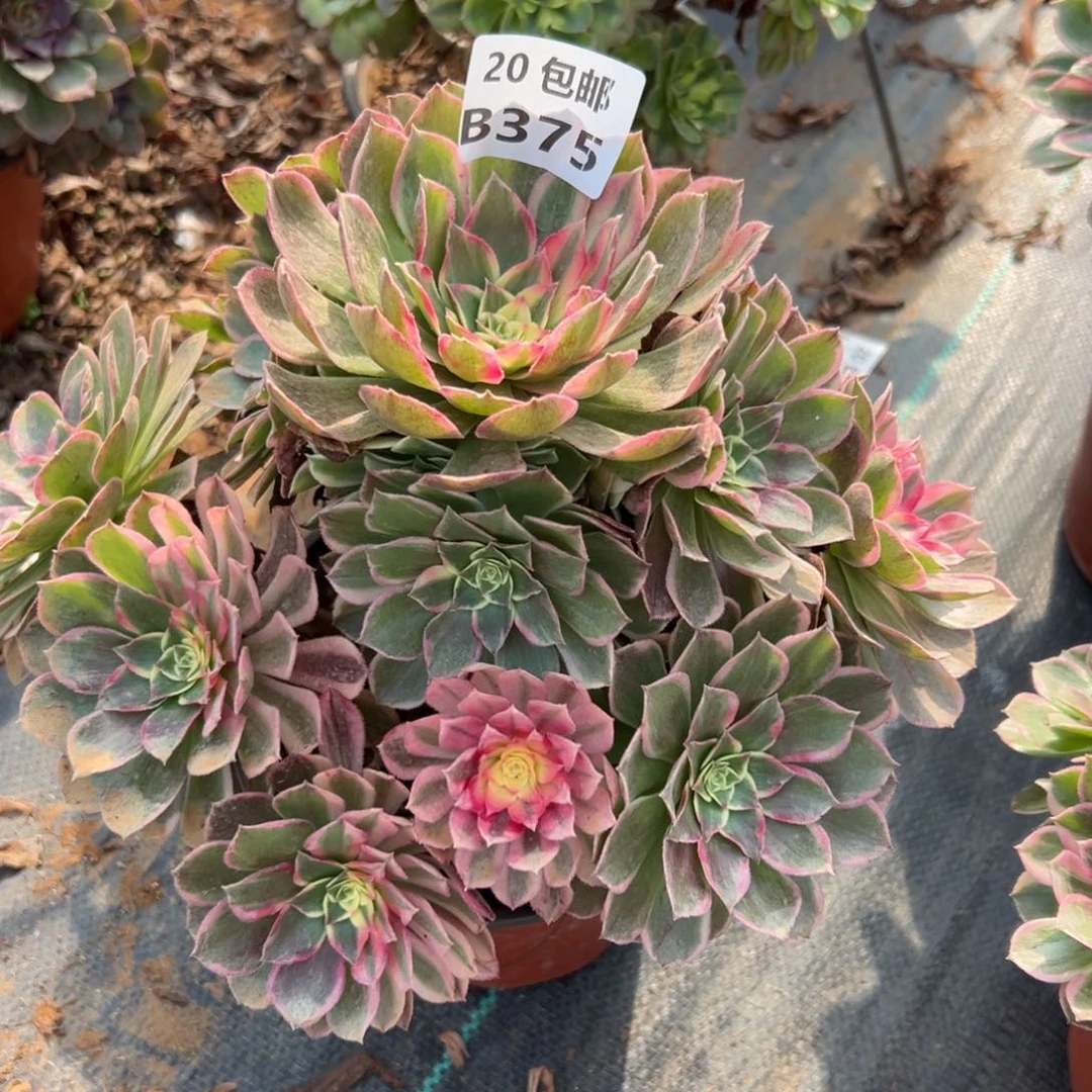 375青禾，多肉法师