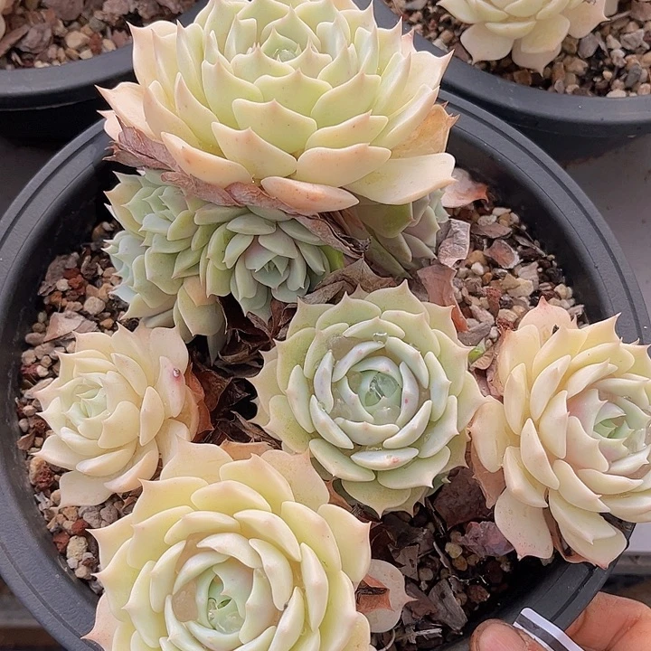 露娜莲30215多肉植物