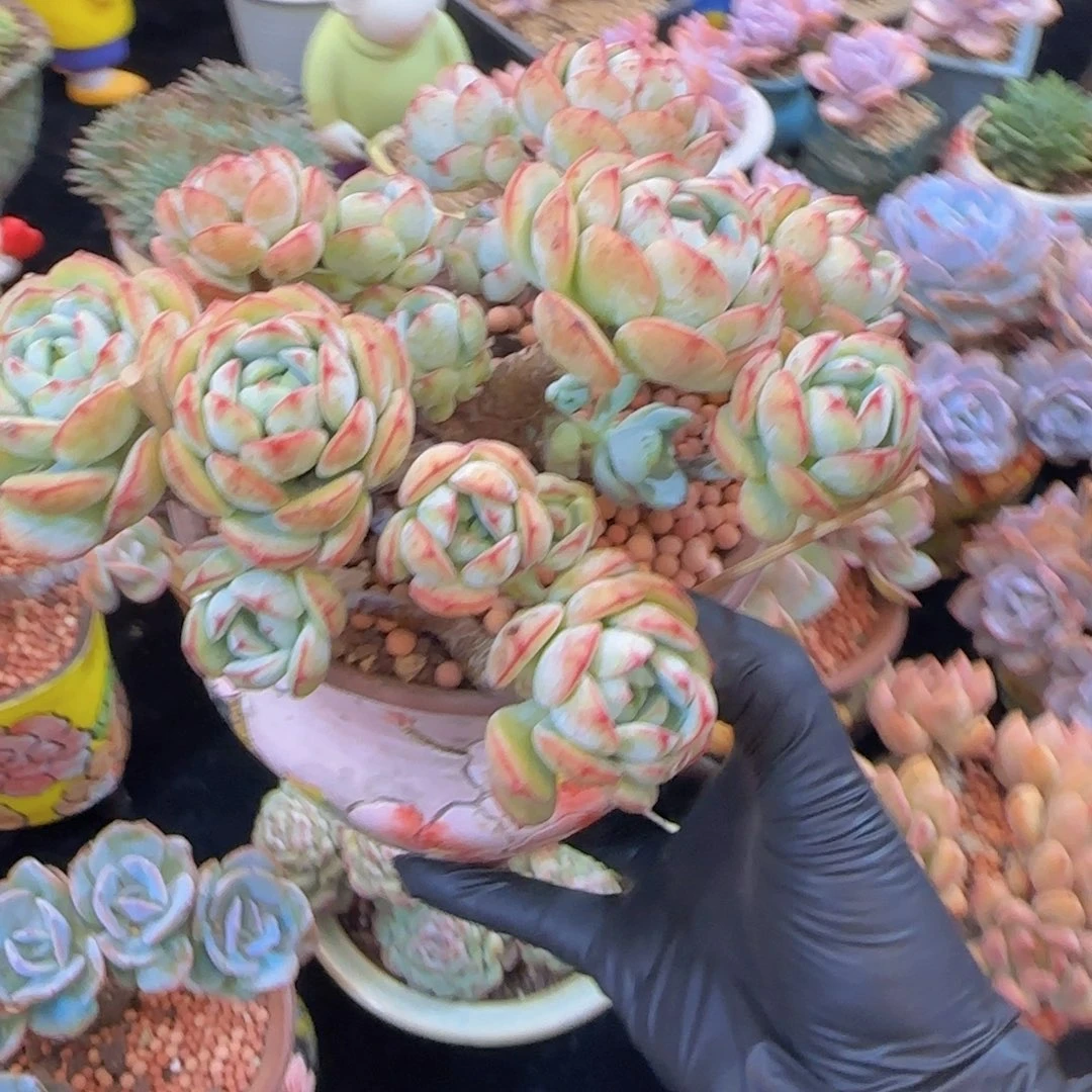 韩版香草一颗小树